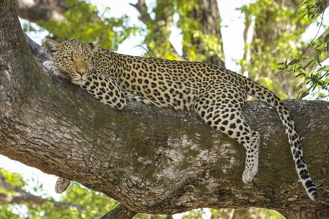 leopard